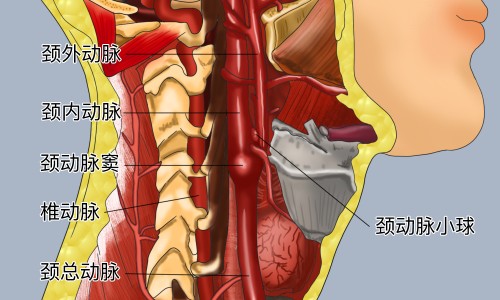 口周疱疹和口周皮炎临床症状区别网-分享口周疱疹和口周皮炎临床症状区别是什么，口周疱疹和带状疱疹一样吗知识库